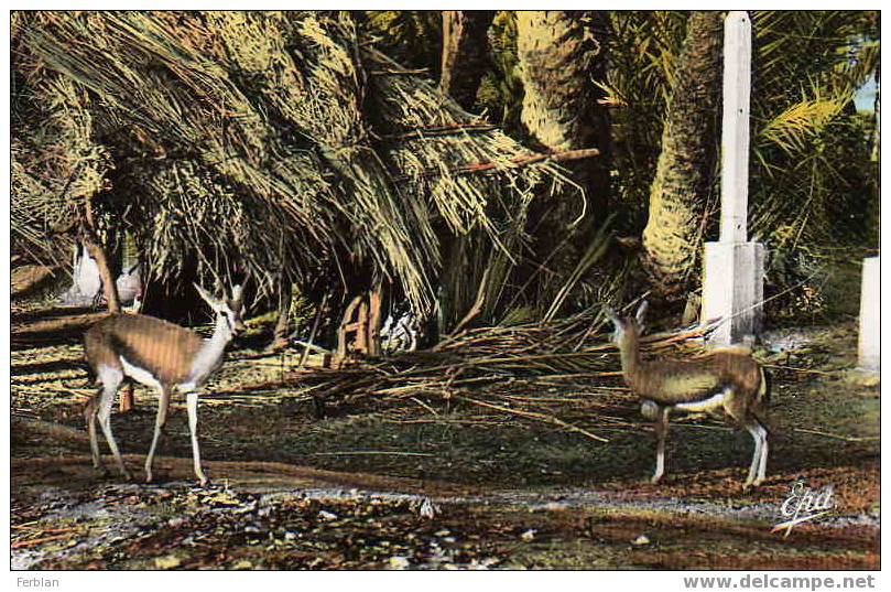 AFRIQUE. ALGERIE. AUTRES VILLES. COLOMB BECHAR. Les Gazelles du Jardin Public. Carte Dentelée.