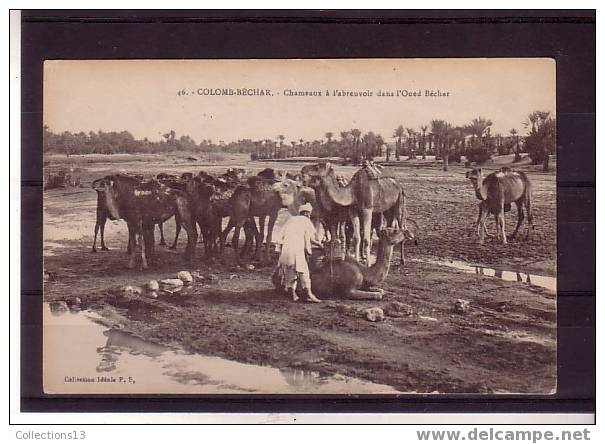 ALGERIE - Colomb-Béchar - chameaux à l'abreuvoir dans l'Oued Béchar