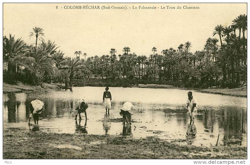 CPA Algérie - Colomb-Béchar - La Palmeraie - Le Trou du Chameau (PS N°8)