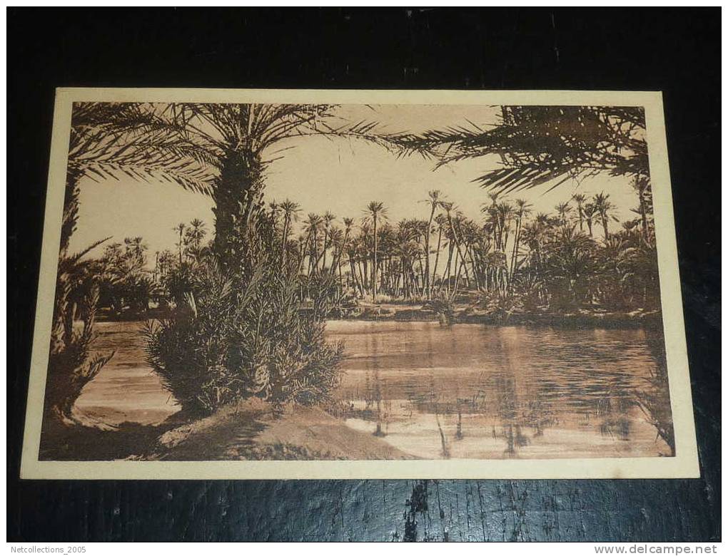 COLOMB BECHAR - ETUDE DE PALMIERS - AFRIQUE ALGERIE