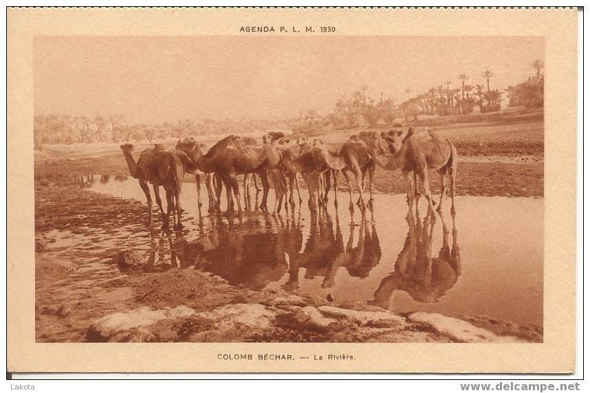 CPA brune  COLOMB BECHAR - La rivière et les chameaux ou dromadaires