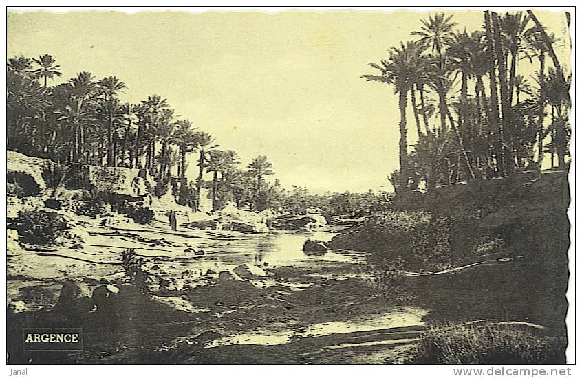 - ALGERIE - COLOMB BECHAR - LA PALMERAIE -