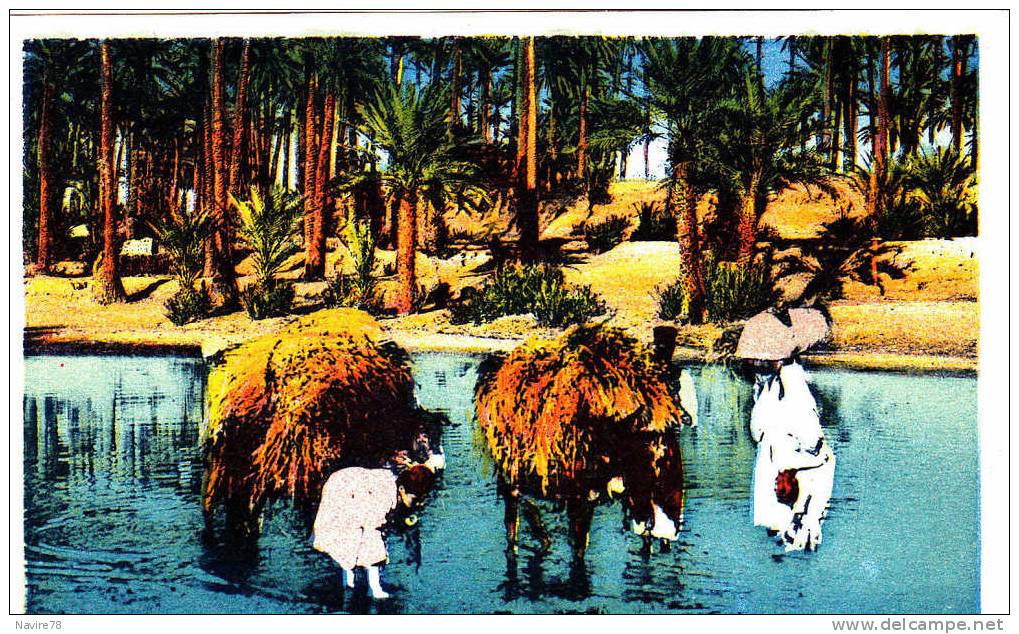 ALGERIE cpa COLOMB BECHAR  VACHES MOISSONEUSES.