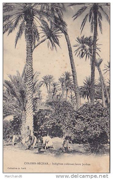 ALGERIE.COLOMB- BECHAR .INDIGENES CULTIVANT LEURS JARDINS....un peu tache voir scan