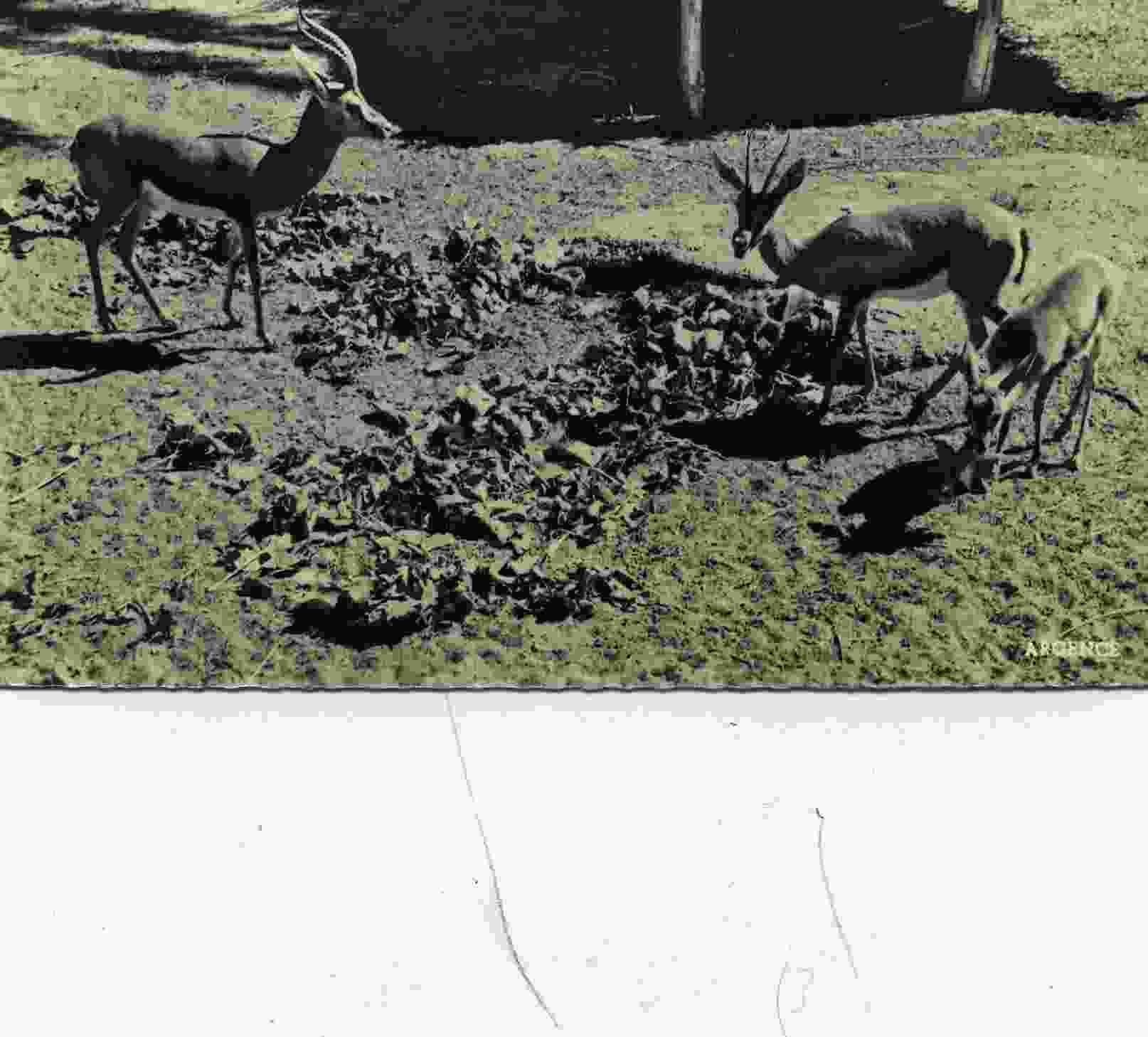 COLOMB-BECHAR - GAZELLES - JARDIN DE LA PALMERAIE - sm n&b dentelée n°2