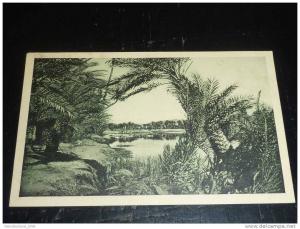 COLOMB-BECHAR - ETUDE DE PALMIER - AFRIQUE ALGERIE