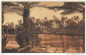 COLOMB BECHAR - 8618 - ETUDE DE PALMIERS