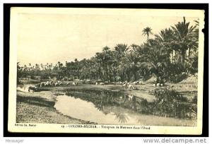 COLOMB-BECHAR - 19  troupeau de moutons dans l' Oued -  (Beau plan animé)