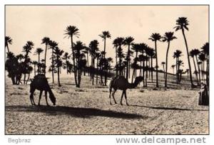 COLOMB BECHAR             CHAMEAUX DANS LES DUNES