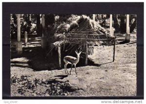 ALGERIE Colomb Béchar Jardin de la Palmeraie, Gazelle, ed Argence, CPSM 9x14, 195?
