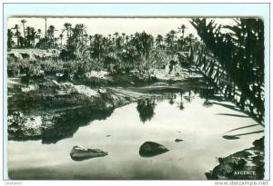 COLOMB - BECHAR / Un coin de la Palmeraie / Béchar