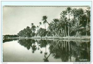 COLOMB - BECHAR /  Palmeraie / Béchar