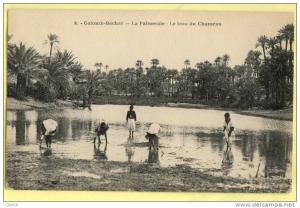 8 Colomb Bechar palmeraie Ecrite