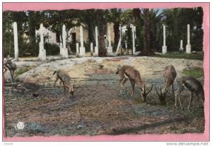 20 Colom Bechar les gazelles