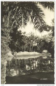 - COLOMB-BECHAR - LA PALMERAIE -