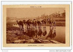 cpa COLOMB BECHAR la riviere -troupeau de chameaux - agenda PLM 1930- ed barreau