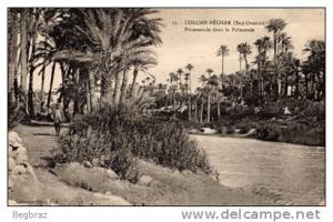 COLOMB BECHAR       19    PROMENADE DANS LA   PALMERAIE