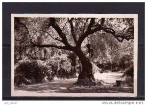 ALGERIE Bougie Promenade des Oliviers, ed CAP 83, CPSM 9x14, 1937