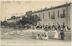 BISKRA- Transport des dattes par chameaux