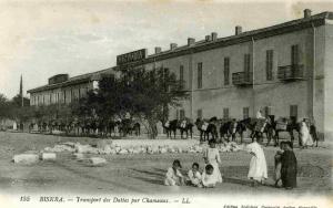 BISKRA - Transport des Dattes par Chameaux