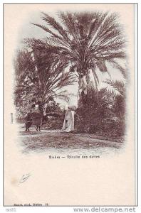 Algérie - M147 - Biskra - Récolte des dattes - bon état général