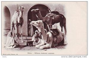 Algérie - M154 - Animaux - Chameaux - Biskra - Méharas chameaux courreurs - bon état général
