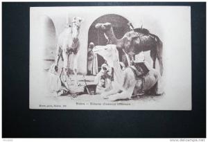 Biskra Méharas chameaux courreurs
