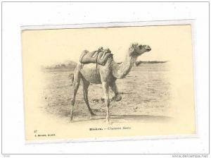 BISKRA_Chameau blanc