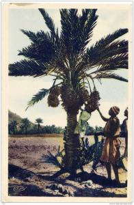 RECOLTE DES DATTES DANS LE SUD - BISKRA