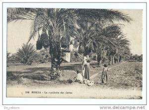 Algérie. Biskra. Pub. Expédition de Dattes Lasolle-Lavignon et Le Gallic. La cueillette des dattes