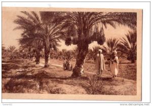 87 -   BISKRA  -  Palmiers -  dattiers