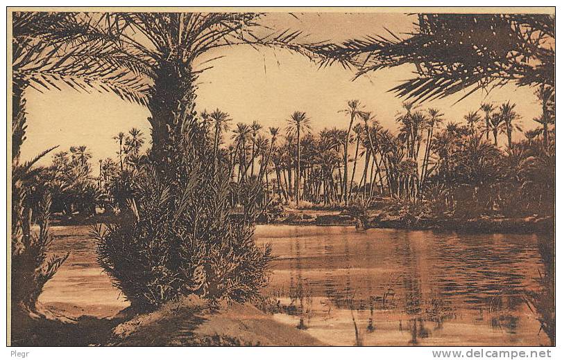 COLOMB BECHAR - 8618 - ETUDE DE PALMIERS