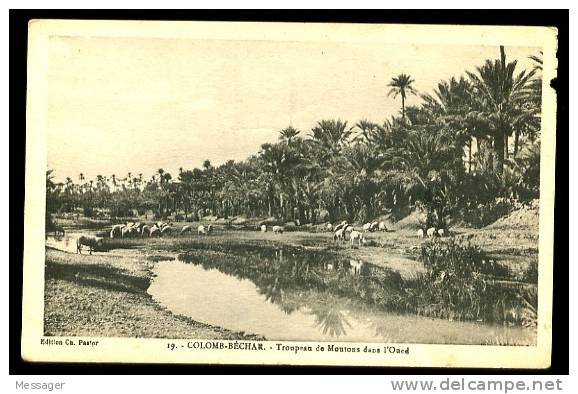 COLOMB-BECHAR - 19  troupeau de moutons dans l' Oued -  (Beau plan animé)