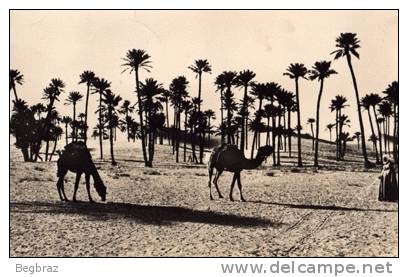 COLOMB BECHAR             CHAMEAUX DANS LES DUNES