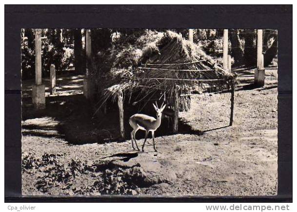 ALGERIE Colomb Béchar Jardin de la Palmeraie, Gazelle, ed Argence, CPSM 9x14, 195?