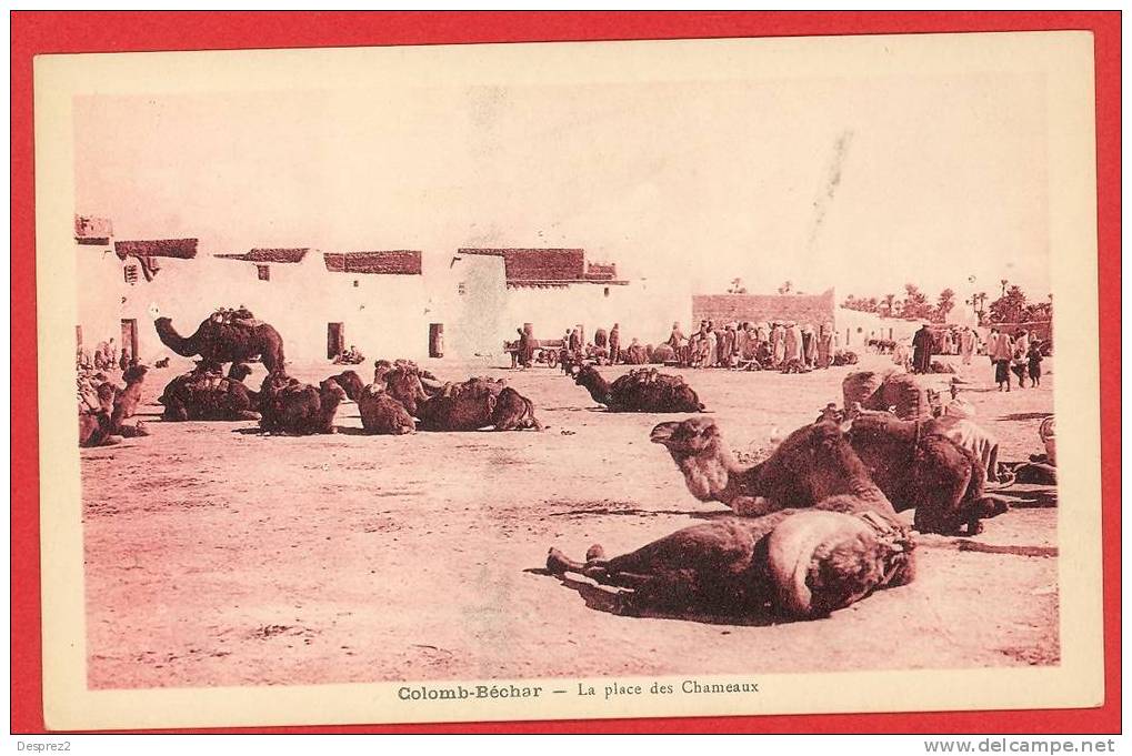 COLOMB BECHAR cpa animée La Place des Chameaux          Edit Albert