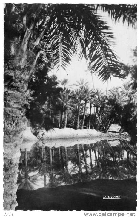 COLOMB BECHAR - La Palmeraie  - 1951