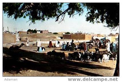COLOMB BECHAR.Une caravane