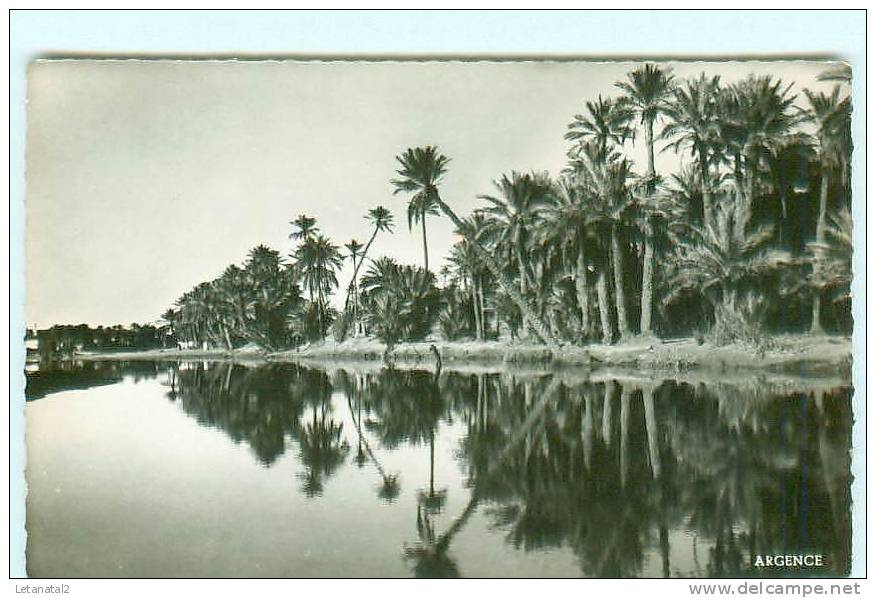 COLOMB - BECHAR /  Palmeraie / Béchar