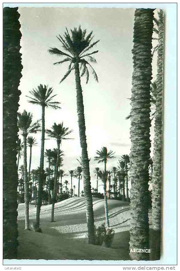 COLOMB - BECHAR / Vue sur les Dunes / Béchar