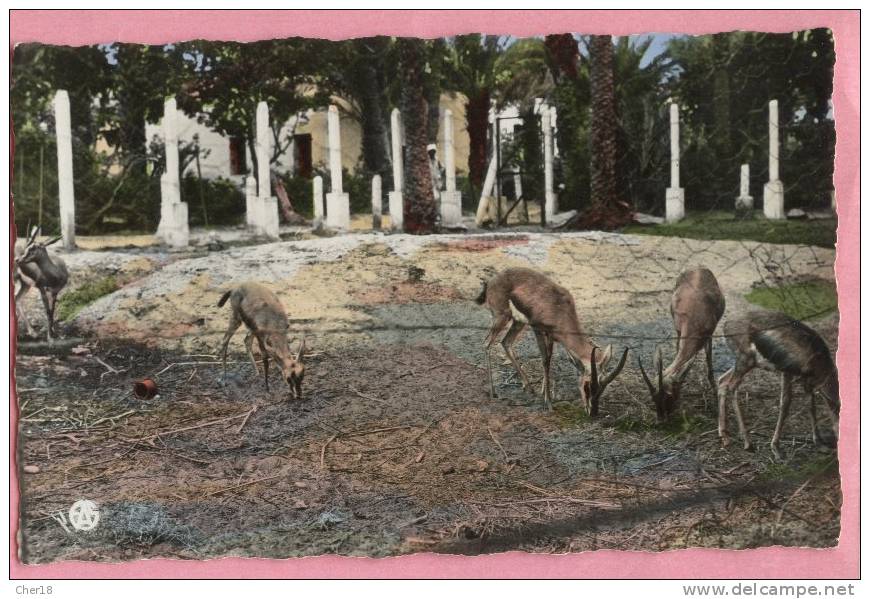 20 Colom Bechar les gazelles