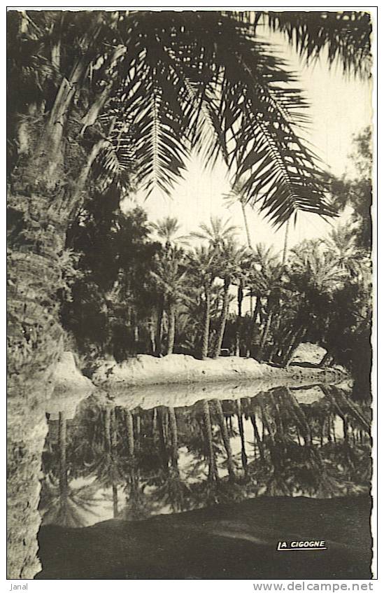 - COLOMB-BECHAR - LA PALMERAIE -