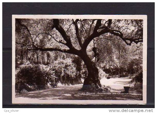ALGERIE Bougie Promenade des Oliviers, ed CAP 83, CPSM 9x14, 1937