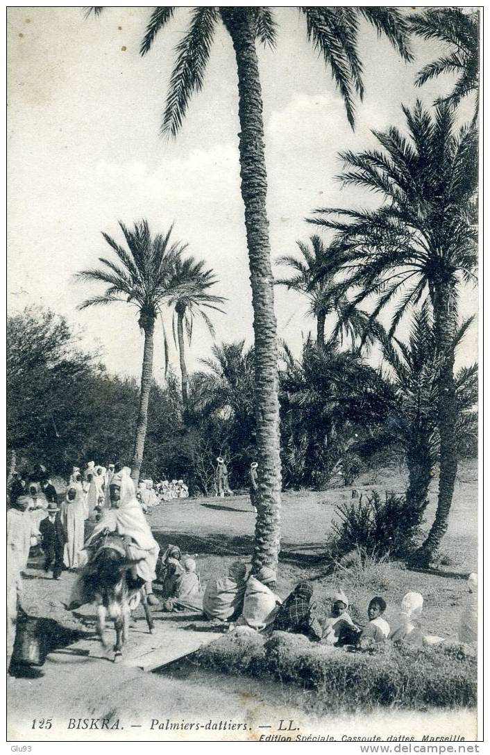 CPA - Biskra (Algérie) - Palmiers - dattiers