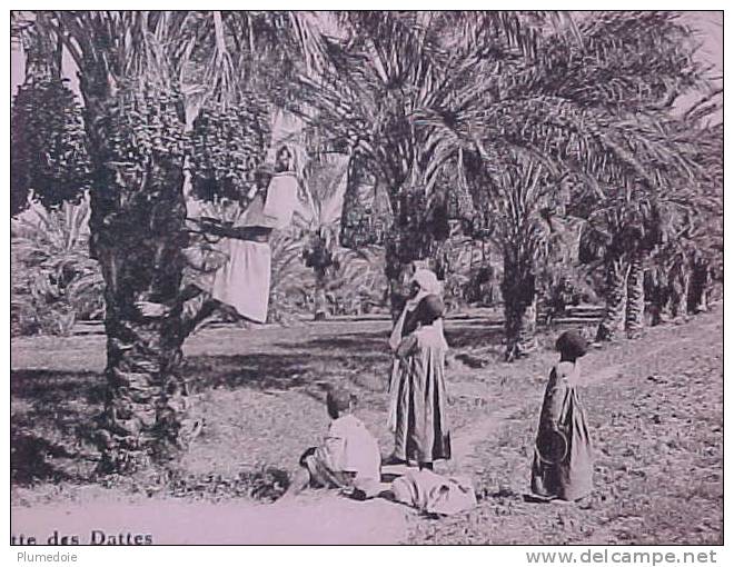 Cpa ALGERIE , BISKRA animée LA CUEILLETTE DES DATTES , Marius Maure   voir détails ** achat Direct **