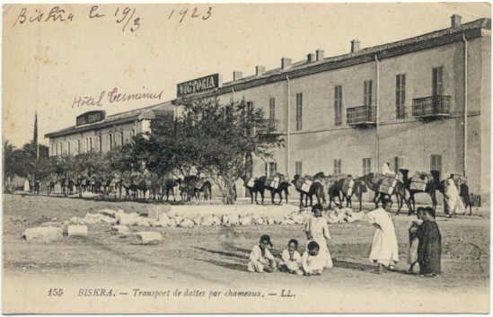 BISKRA- Transport des dattes par chameaux