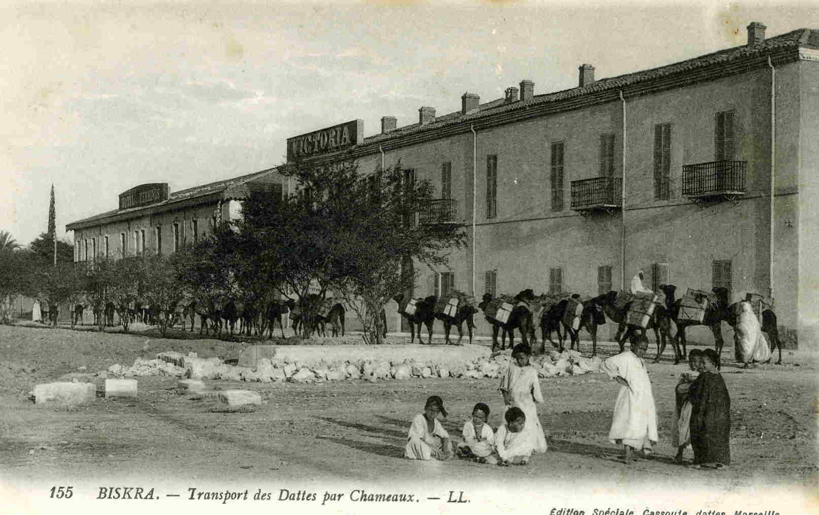 BISKRA - Transport des Dattes par Chameaux