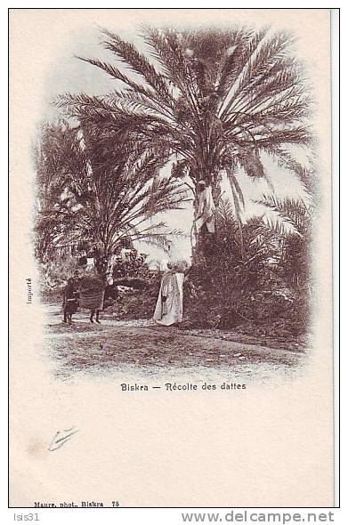 Algérie - M147 - Biskra - Récolte des dattes - bon état général