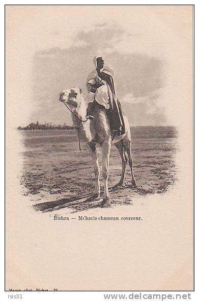 Algérie - M152 - Biskra - Méharis - Chameau courreur - bon état général