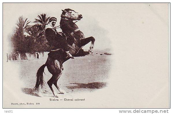 Algérie - M153 - Animaux - Chevaux - Biskra - Cheval cabrant - bon état général